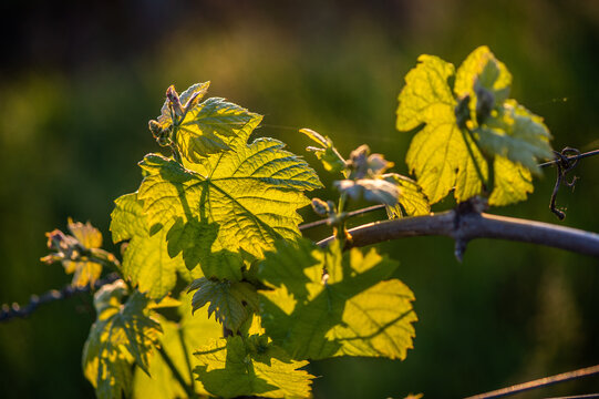 FRANCE. GIRONDE 33 SAINT-EMILION, YOUNG SHOOTS OF THE VINE, VEGETATIVE CYCLE OF THE VINE IN SPRING