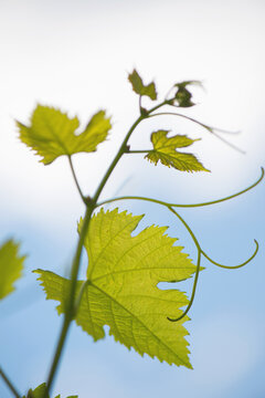 FRANCE, GIRONDE 33 SAINT-EMILION, VINE LEAF IN SPRING