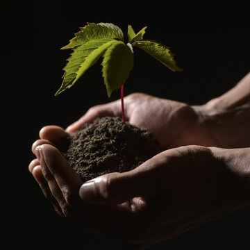 FRANCE. A YOUNG GREEN PLANT IN THE CENTER OF HANDS AGAINST A BLACK BACKGROUND
