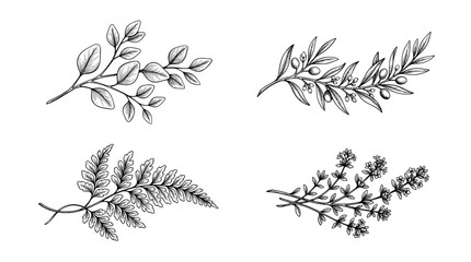 Vintage botanical line art collection, hand drawn herbal branches and leaves, 4 black and white vector floral elements for wedding invitations © Mohsin
