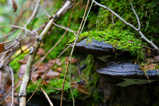 Tree fungus Ganoderma with green moss growing on tree trunk in a damp forest floor environment