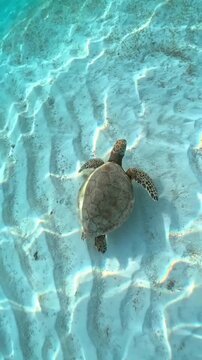 Sea green turtle swimming in the pool