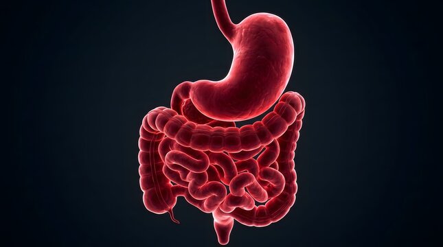 3D Illustration of Human Digestive System with Stomach and Intestines.