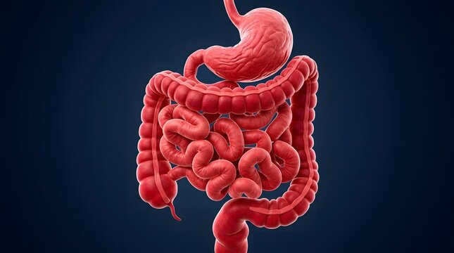 Human digestive system 3d medical illustration showing stomach and intestines.