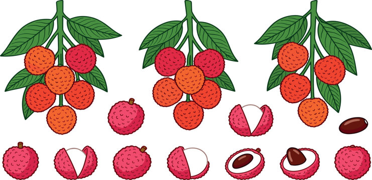 Fresh red lychee fruit vector graphics set with branches leaves whole halves and seed elements