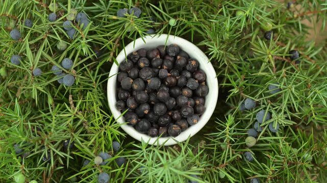 Juniper berry in a small bowl with juniper twigs, top view 