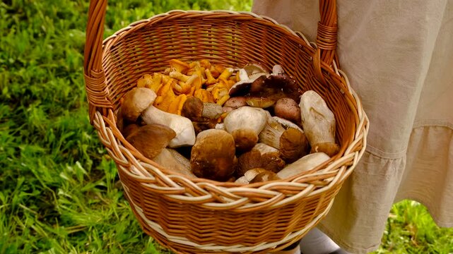 Wild mushrooms in a hand. Selective focus.