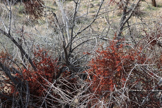 Desert Mistletoe, Phoradendron Californicum, a glorious dioecious native displaying stem haustorial hemi parasitism on host Senegalia Greggii during Winter in the Little San Bernardino Mountains.
