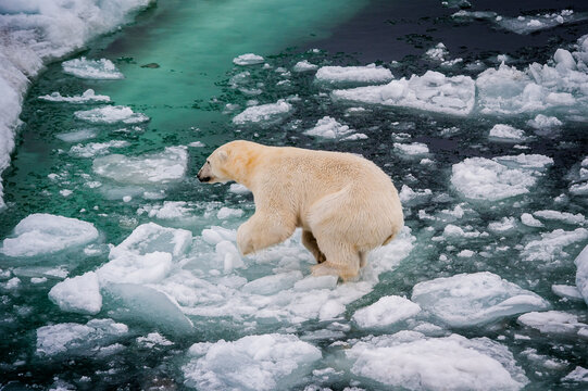 Polar bear walking on Arctic sea ice