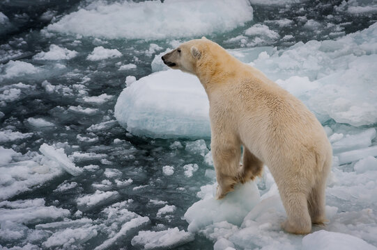 Polar bear standing on an ice floe close up