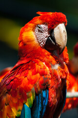 Scarlet macaw portrait with vivid red feathers © Georg