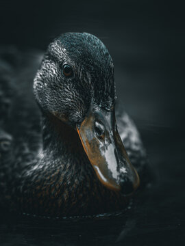 Duckface