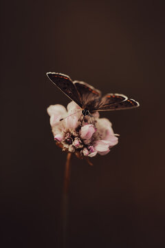 Schmetterling 