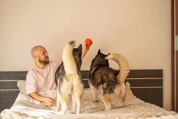 Two husky dogs jump for red ball held above bed by their owner, playing turning morning into short training, mood every dog owner knows. Wide shot. Concept of playing with dog toy at home © iwavephoto