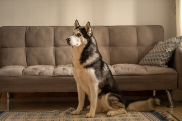 Adult husky sits alone on carpet of bright living room at daylight, portrait showing character of northern breed, scene for pet brand. Wide shot. Concept of portrait of adult husky at home © iwavephoto