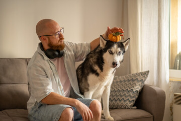 Owner places tiny pumpkin on head of very patient husky dog, holiday mood built from single prop, warmth of shared home morning. Wide shot. Concept of autumn holiday content with pet © iwavephoto