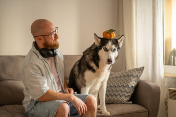 Man looks at husky with pumpkin on head during autumn home shoot, holiday content prepared long before season, moment without any command. Wide shot. Concept of autumn holiday content with pet © iwavephoto