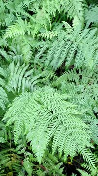 Lush green fern foliage background in tropical rainforest. Natural background with rich texture, fresh botanical fronds, and lush wild plants pattern in wilderness. 