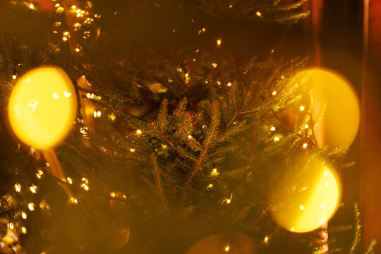 Close-up of pine tree branches lit with glowing fairy light bokeh
