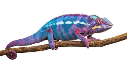 Vibrant panther chameleon with blue and purple scales perched on a branch, isolated on transparent background © creator