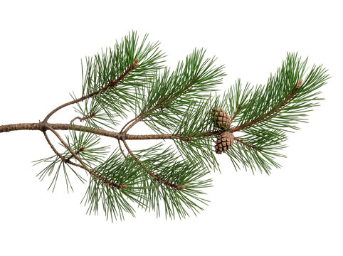 Pine branch with two brown pinecones isolated on a white background pinecone evergreen botanical woodland isolated