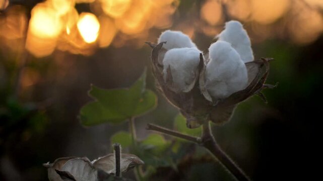 Cotton Boll at Golden Sunset, Cinematic Nature and Agricultural Background.
A cinematic close-up of a cotton boll illuminated by warm golden sunset light. The soft backlighting highlights the delicate