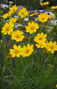 Yellow flowers of coreopsis