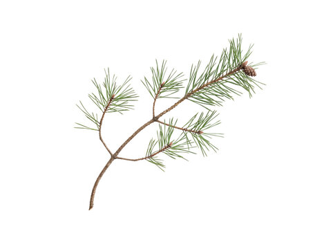 Single pine tree branch with small pinecone isolated on white background pinecone evergreen coniferous botanical isolated