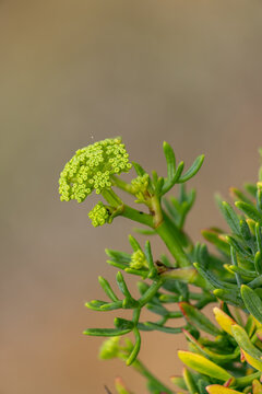 Sea fennel halophyte plant showing succulent leaves and young flower buds, representing natural anti aging and skin health properties