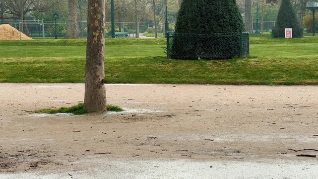 A slow tilt up shot of wet gravel pathway with puddles, featuring a tree trunk and sculpted evergreen bushes in a tranquil green city park after spring rain.

