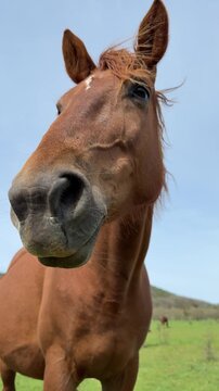  Horse in profile close-up &mdash; mane blowing in the wind,9:16