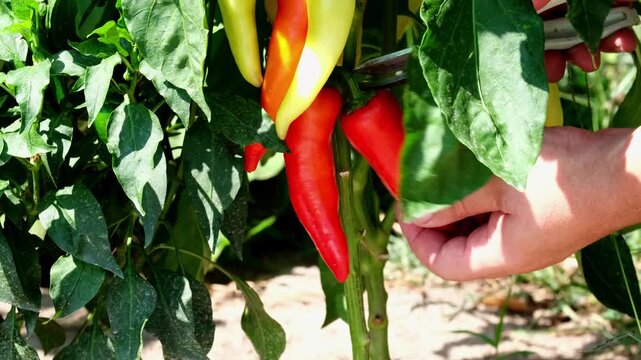 Farmer harvesting ripe red chili peppers with pruner shears from plant in organic garden, close up shot