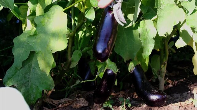 Farmer harvesting ripe purple eggplants with pruner shears from plant in organic garden, close up shot