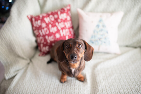 Dachshund dog sitting on textured sofa between decorative pillows indoors