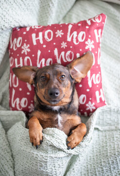 Small Dog Resting Under Blanket Against Festive Holiday Pillow on Sofa
