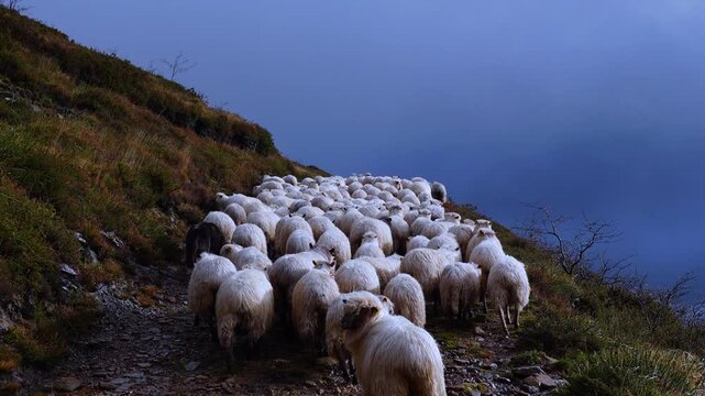 Flock of Latxa sheep (Basque: latxas) transhumant between Sodupe (Bizkaia) and the Losa Valley (Burgos). Las Merindades region. Burgos. Castile and Le&oacute;n. Spain
