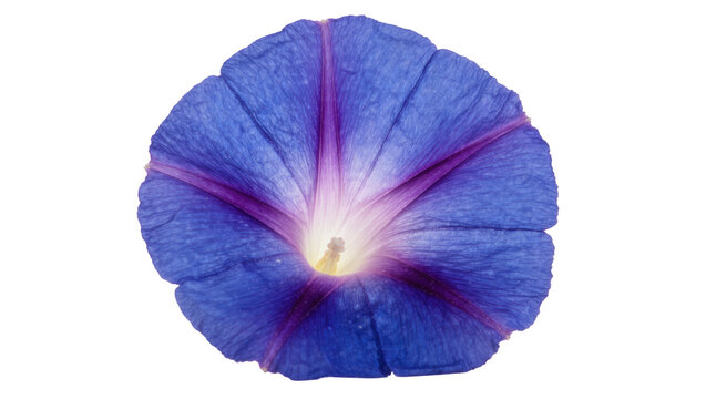 Vibrant blue morning glory flower with deep purple veins, isolated on transparent background