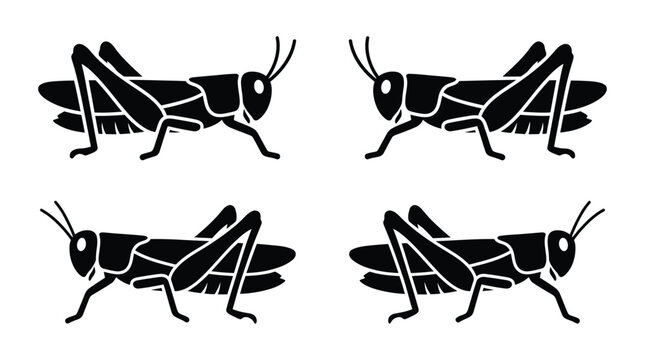 Four grasshopper silhouettes depict insect anatomy in a graphic style silhouette