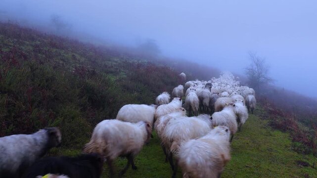 Flock of Latxa sheep (Basque: latxas) transhumant between Sodupe (Bizkaia) and the Losa Valley (Burgos). Las Merindades region. Burgos. Castile and Le&oacute;n. Spain
