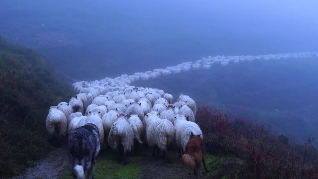 Flock of Latxa sheep (Basque: latxas) transhumant between Sodupe (Bizkaia) and the Losa Valley (Burgos). Las Merindades region. Burgos. Castile and Le&oacute;n. Spain