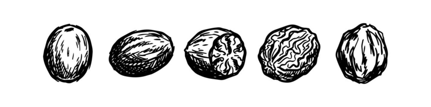 Hand drawn vector illustration of nutmeg set. Whole and cut aromatic nutmeg spice seeds isolated on white background. Vintage botanical engraving sketch.