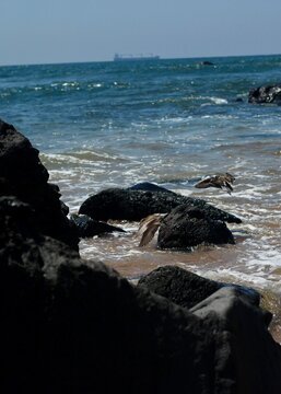 Aves volando en la playa