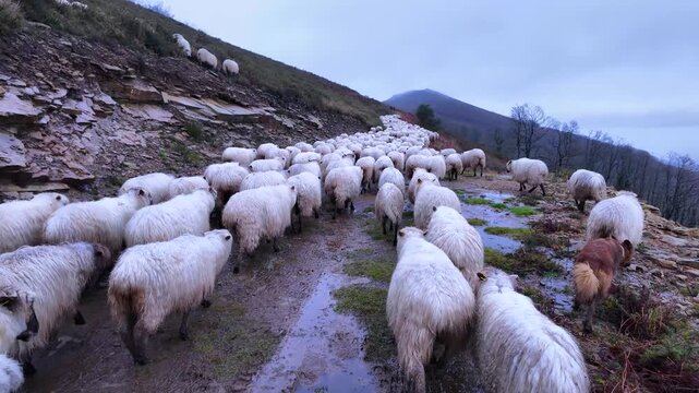 Flock of Latxa sheep (Basque: latxas) transhumant between Sodupe (Bizkaia) and the Losa Valley (Burgos). Las Merindades region. Burgos. Castile and Le&oacute;n. Spain