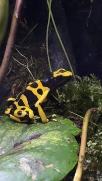 Yellow banded poison frog Dendrobates leucomelas sits on a leaf in tropical rainforest habitat of South America. Amphibian wildlife, zoology, biodiversity, observation, science education and research.