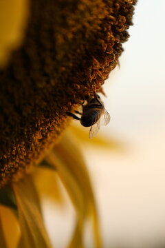 Honey bee in profile collecting pollen at the edge of a sunflower head in soft morning backlight