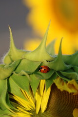 Seven spot ladybird sheltering between the green bracts on the back of an opening sunflower © Ionel