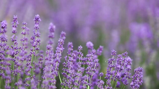Sunset over a summer lavender field. Landscape with rows of lavender