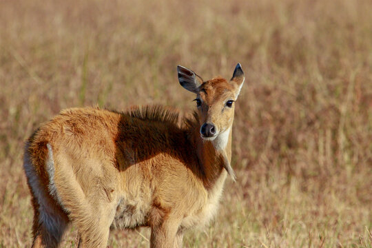 Nilgai calf looking back over its shoulder, Velavadar, India