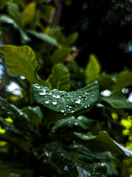 Primer plano macro de hojas verdes brillantes cubiertas con gotas de agua cristalina despu&eacute;s de la lluvia.