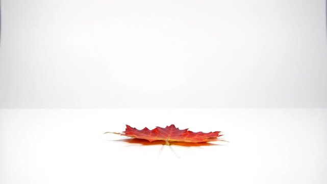 Bright autumn leaf falling gently and landing with a subtle clatter on a bright white background